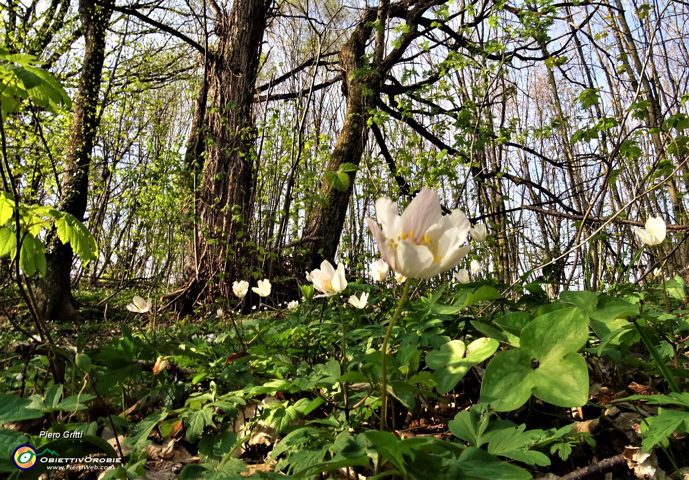 33 Anemone nemorosa (Anemonoides nemorosa) nel sottobosco del castagneto.JPG